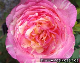 Malerrose 'Marc Chagall'