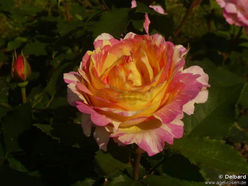 Floribunda-Rose-Malerrose-Marc-Chagall-84151.jpg