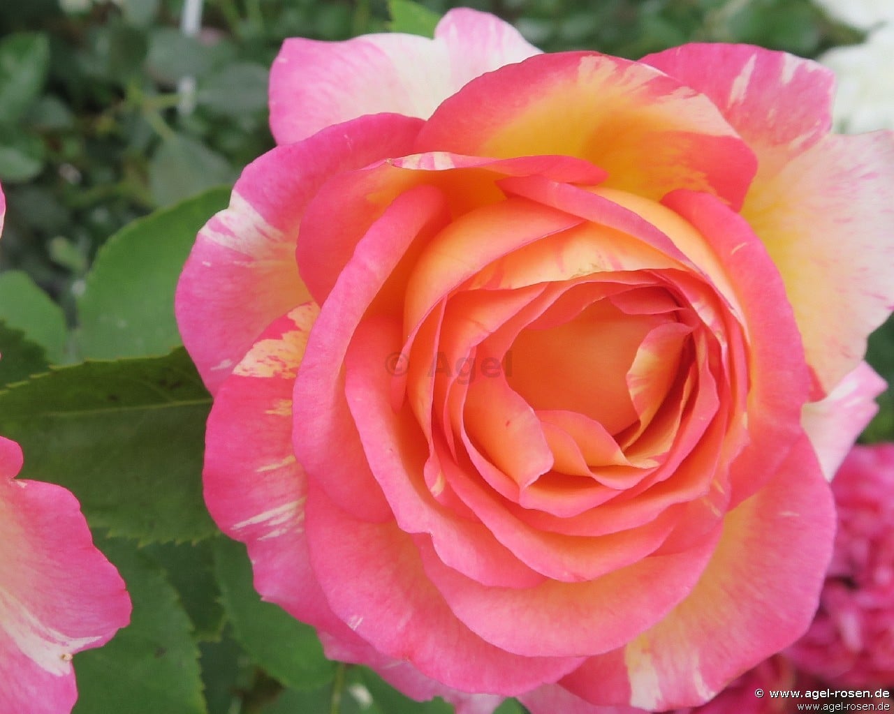 Floribunda-Rose-Malerrose-Marc-Chagall-84151.jpg