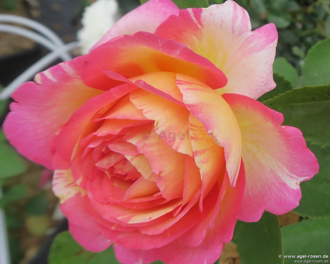 Marc Chagall Rosa Buy Malerrose 'Marc Chagall' ® – Floribunda Rose – AGEL ROSEN
