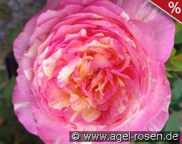 Malerrose 'Marc Chagall' kaufen, click for more details Malerrose 'Marc Chagall'