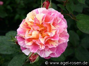 Malerrose 'Maurice Utrillo'