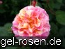Buy Malerrose 'Maurice Utrillo'