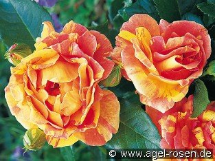 Malerrose 'Paul Cézanne'