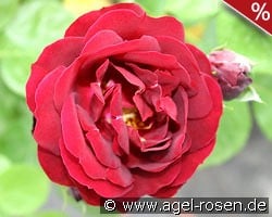 Malicorne kaufen, click for more details Malicorne
