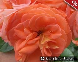 Mango kaufen, click for more details Mango