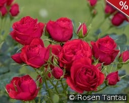 Manora kaufen, click for more details Manora