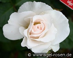 Margaret Merril kaufen, click for more details Margaret Merril