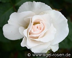 Margaret Merril kaufen, click for more details Margaret Merril