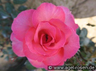 Margit Anna Rose