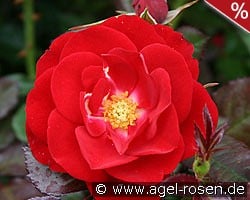 Mariandel kaufen, click for more details Mariandel
