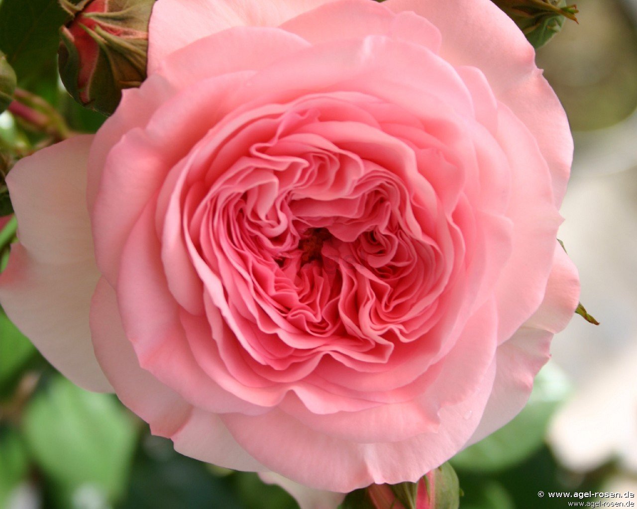 Buy Mariatheresia ® Floribunda Rose Agel Rosen