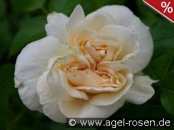 Marie Antoinette