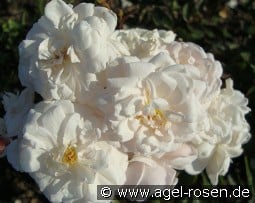 Marie Pavic kaufen, click for more details Marie Pavic