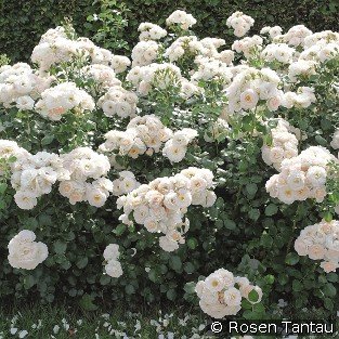 Martin Luther Rose