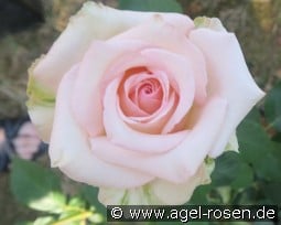 Marvellous kaufen, click for more details Marvellous