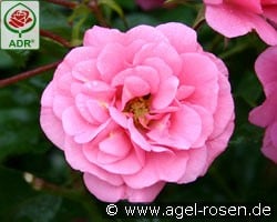 Medley Pink kaufen, click for more details Medley Pink