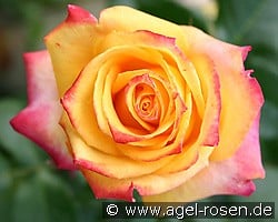 Mein München kaufen, click for more details Mein München