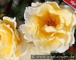 Mentor Rose