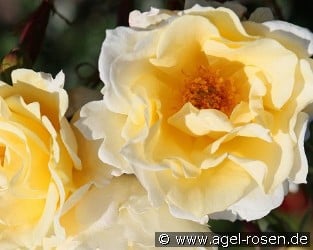 Mentor Rose
