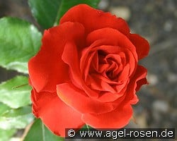 Mephisto kaufen, click for more details Mephisto