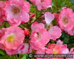 Michel Bras kaufen, click for more details Michel Bras