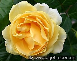 Michelangelo kaufen, click for more details Michelangelo