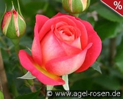 Midsummer kaufen, click for more details Midsummer