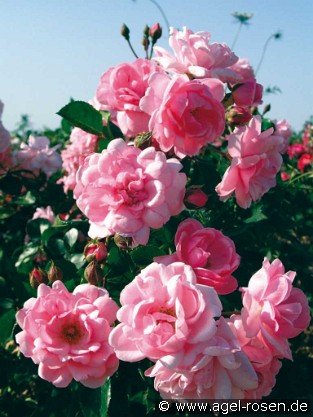 Milrose 