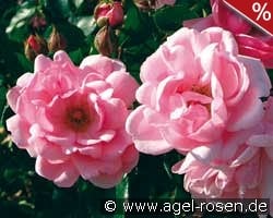 Milrose kaufen, click for more details Milrose