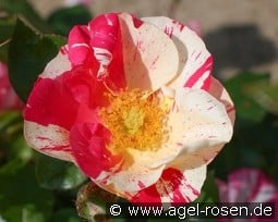 Mind Games kaufen, click for more details Mind Games