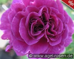 Minerva kaufen, click for more details Minerva