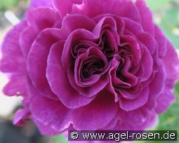 Minerva kaufen, click for more details Minerva