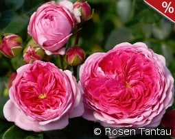 Modern Art kaufen, click for more details Modern Art