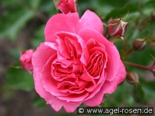 Moin Moin syn. Pink Flower Circus