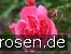 Moin Moin syn. Pink Flower Circus