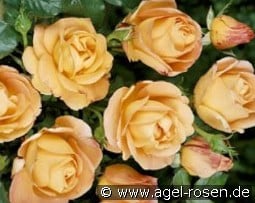 Münchner Herz kaufen, click for more details Münchner Herz