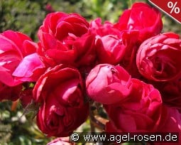Muttertag Rot kaufen, click for more details Muttertag Rot