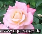 My Gillet Rose kaufen, click for more details My Gillet Rose