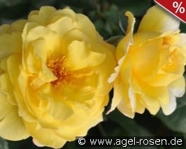 Nadia Zerouali Essbare Rose