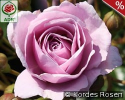 Nautica kaufen, click for more details Nautica