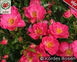 Neon kaufen, click for more details Neon