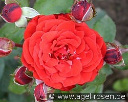 Neues Europa kaufen, click for more details Neues Europa