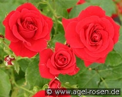 Nina Weibull kaufen, click for more details Nina Weibull