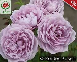 Novalis kaufen, click for more details Novalis