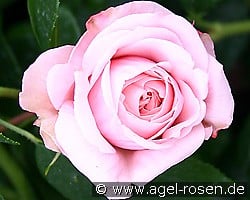 Octavia Hill kaufen, click for more details Octavia Hill