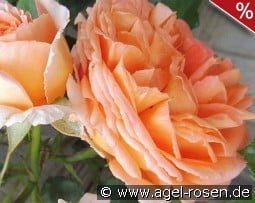 Orange Meilove kaufen, click for more details Orange Meilove