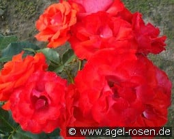 Orange Topper kaufen, click for more details Orange Topper