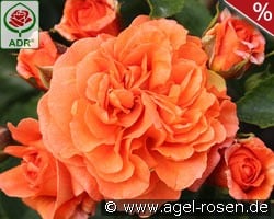 Orangerie kaufen, click for more details Orangerie