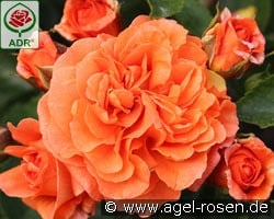 Orangerie kaufen, click for more details Orangerie